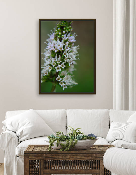 Chocolate Mint Flowers Macro by Michelle K Wood