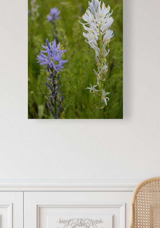 Blue and White Camas Lily with Ant by Michelle K Wood