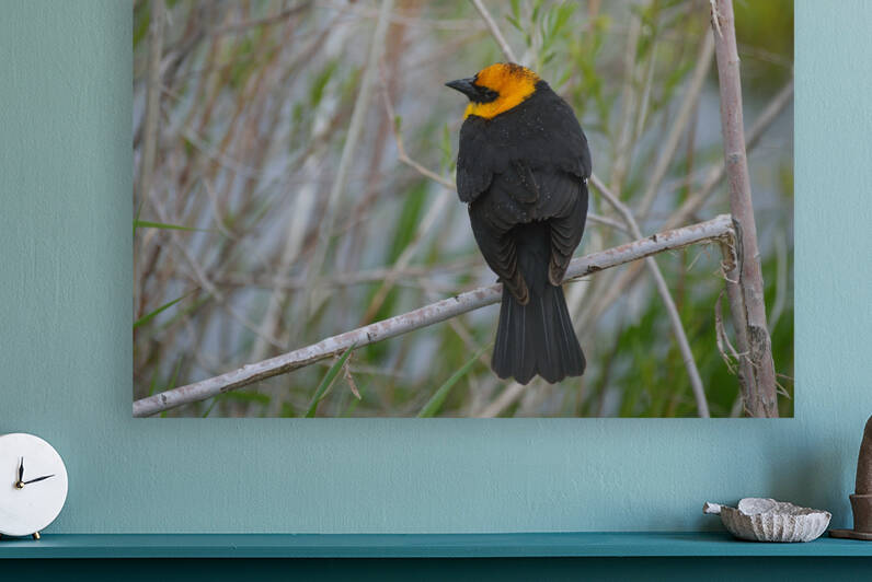 Yellow Headed Blackbird by Michelle K Wood