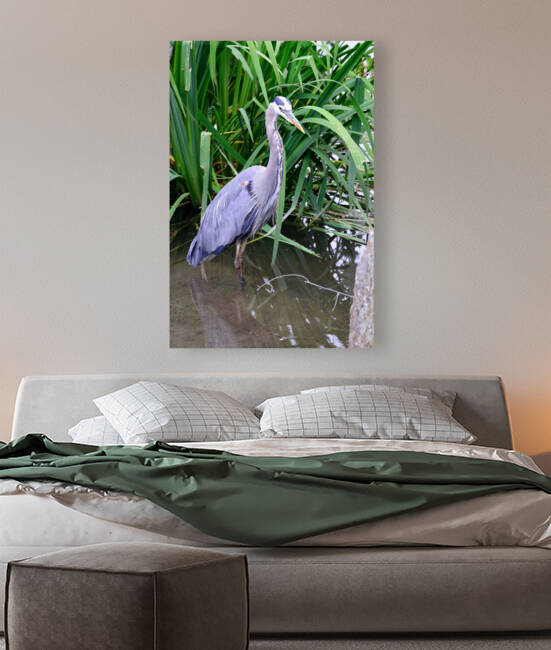 Blue heron standing in a pond Reproduction