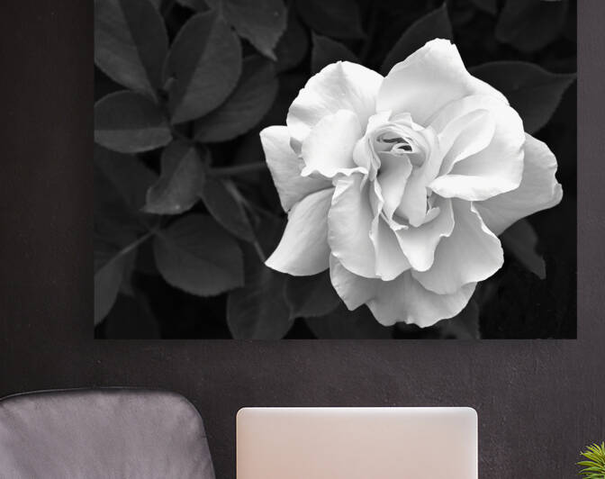 Elegant White Rose in Monochrome Reproduction