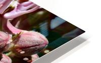 Milkweed HD Metal print