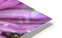 Fuscia-Colored Aster HD Metal print