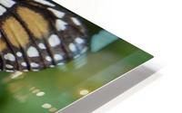 Monarch Butterfly HD Metal print