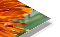 Orange Calendula Flower HD Metal print