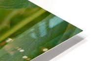 Virginia Creeper Vine HD Metal print