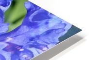 Metoleus Blue Bearded Iris HD Metal print