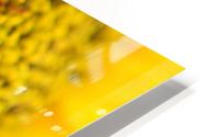 Sunflower Skyscraper Variety HD Metal print