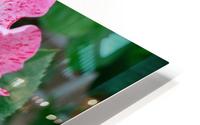 George Burns Floribunda Rose HD Metal print