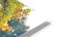 Canadian Goose Autumn Pond Reflections HD Metal print