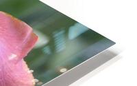 Adobe Rose Bearded Iris HD Metal print