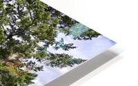 Boise National Forest 1 HD Metal print
