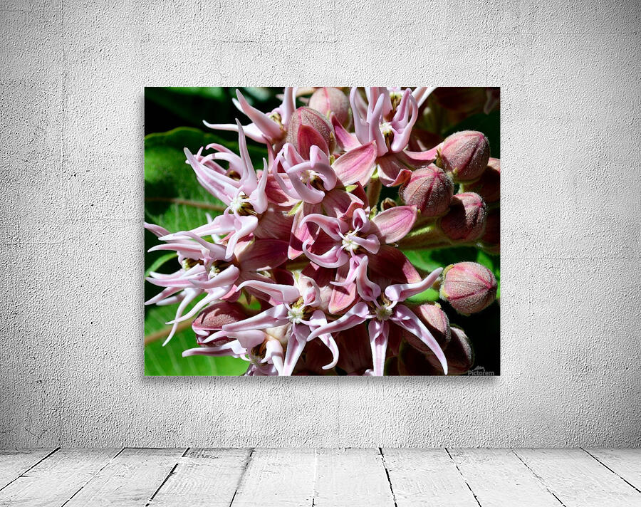 Milkweed Wall Preview
