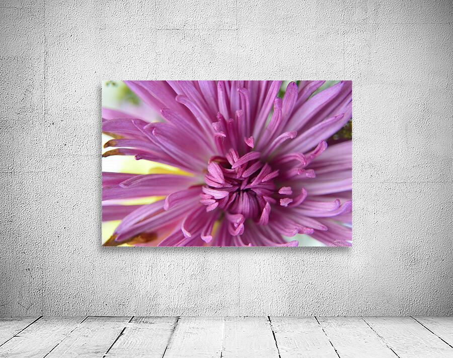 Fuscia-Colored Aster Wall Preview