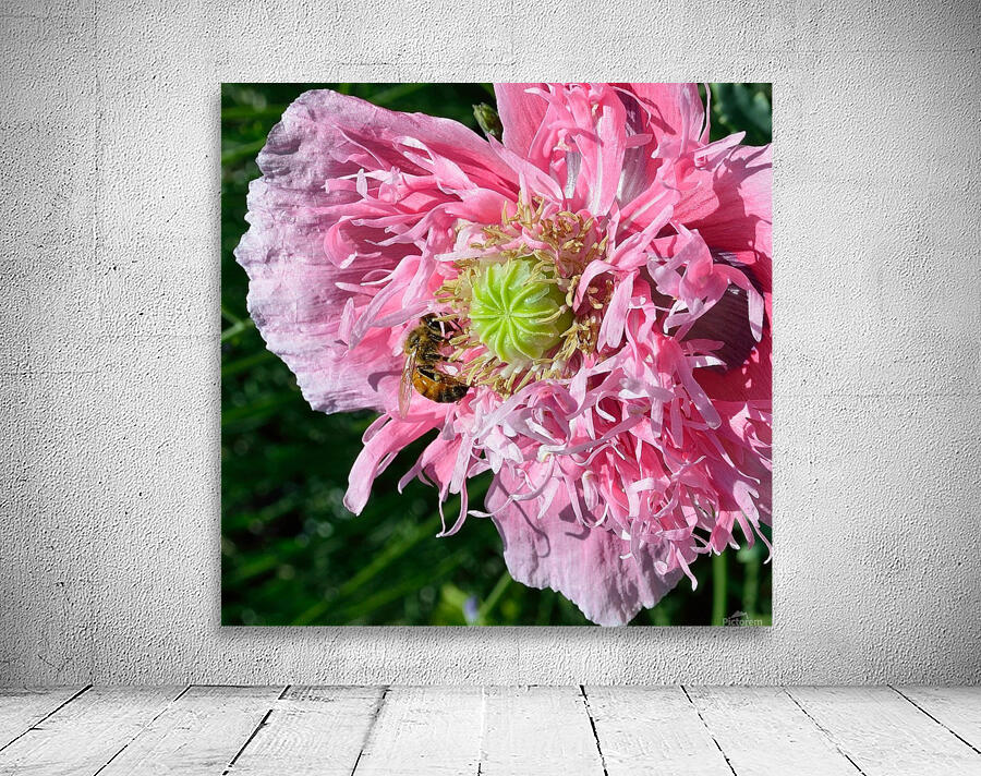 Poppy Peony with Bee Wall Preview