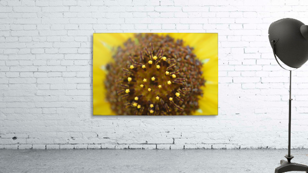 Sunflower Stars Wall Preview