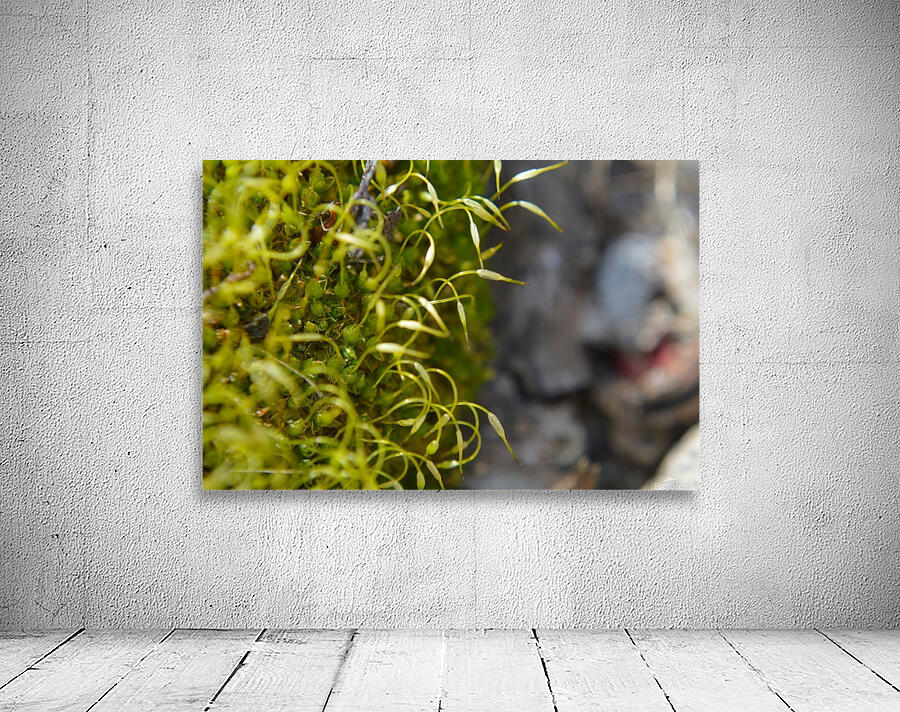 Green Moss Wall Preview