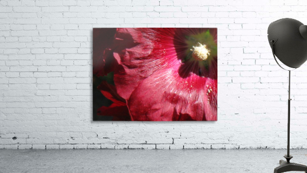 Red Hollyhock Wall Preview