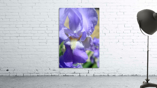Light Purple Bearded Iris Wall Preview