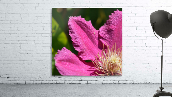 Clematis Comtesse de Bouchaud Wall Preview