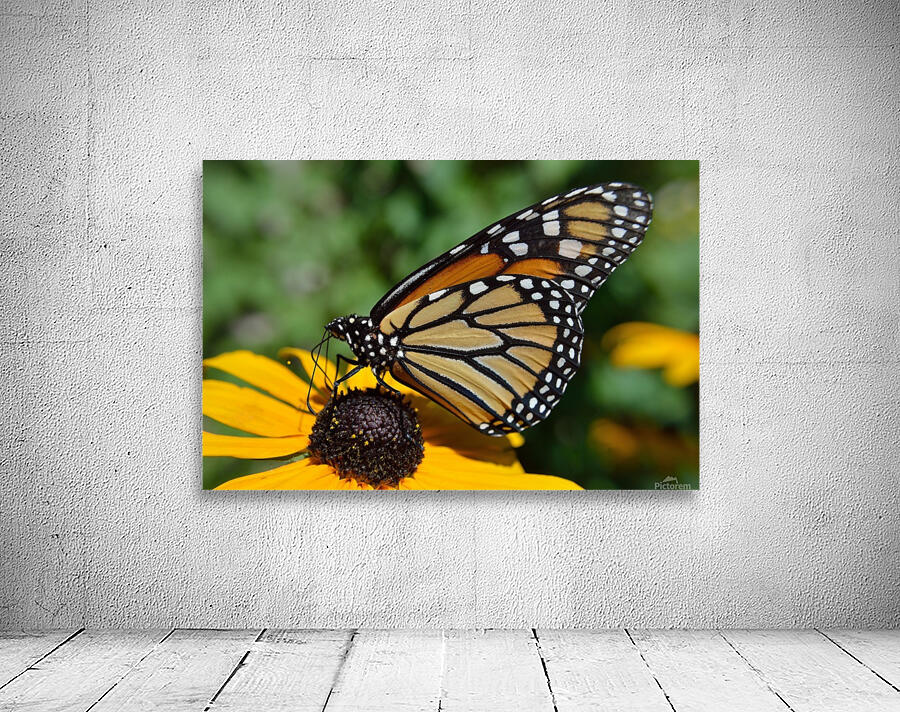 Monarch Butterfly Wall Preview