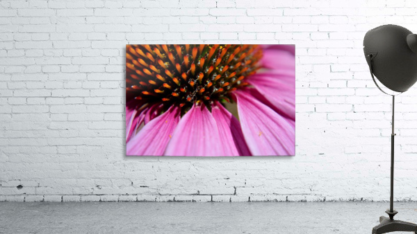 Purple Coneflower Wall Preview