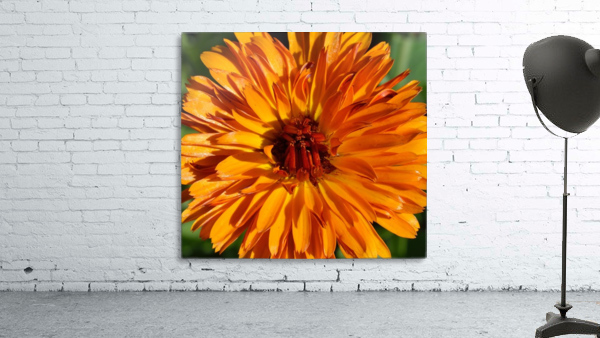 Orange Calendula Flower Wall Preview