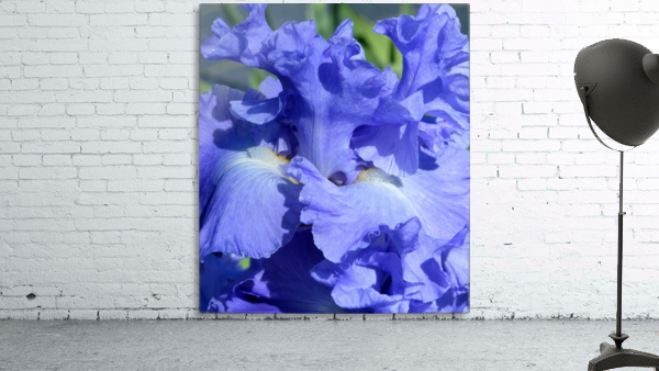 Metoleus Blue Bearded Iris Wall Preview