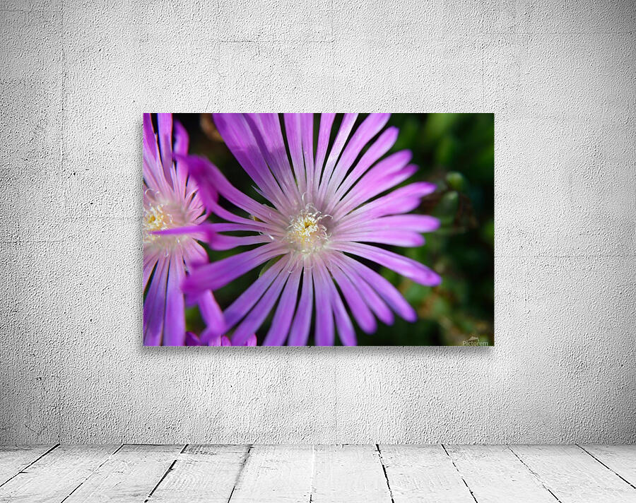 Ice Plant macro Wall Preview