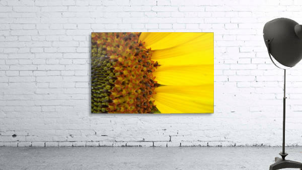 Sunflower American Giant variety macro Wall Preview
