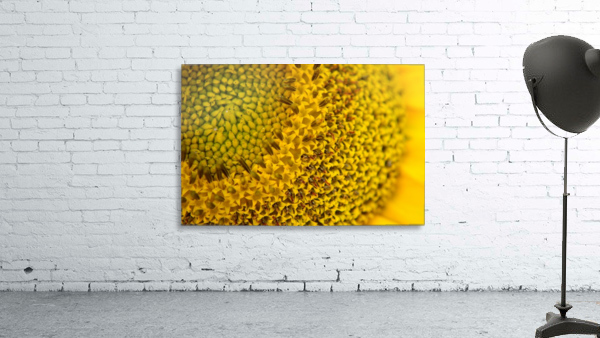 Sunflower Skyscraper Variety Wall Preview
