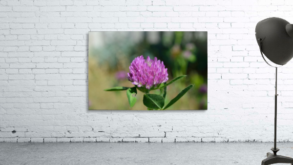 Red Clover Flower Macro Wall Preview