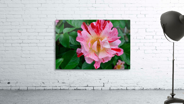 George Burns Floribunda Rose Wall Preview