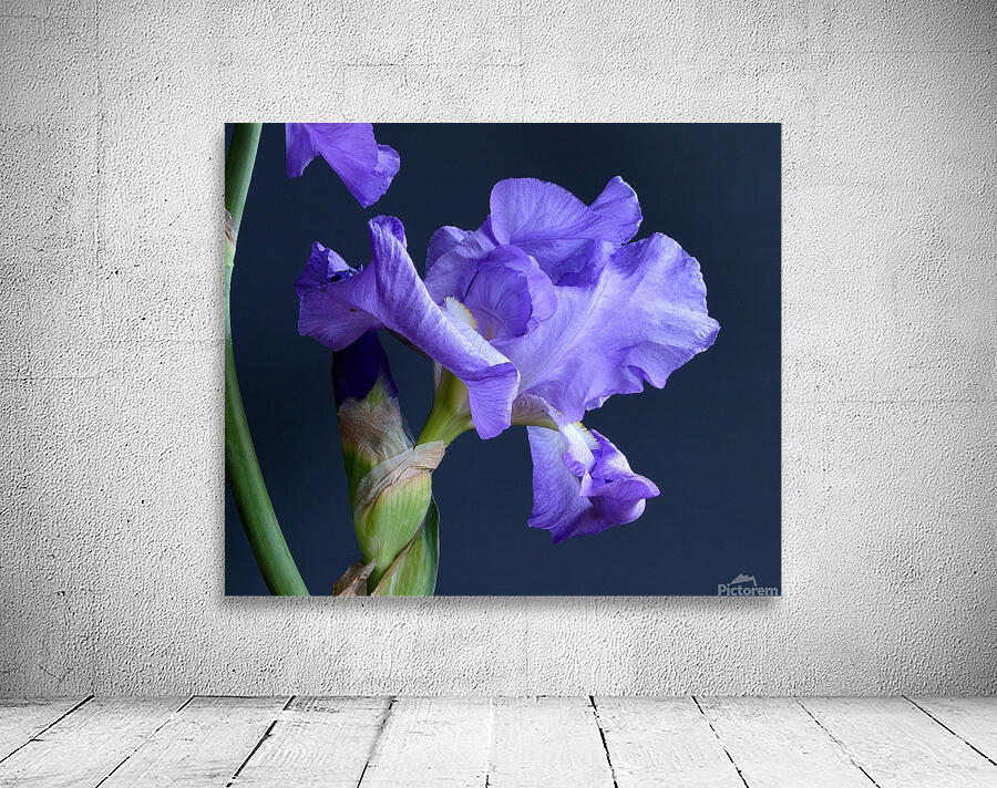 Purple Bearded Iris Wall Preview