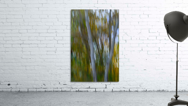 Birch Trees Autumn Wall Preview