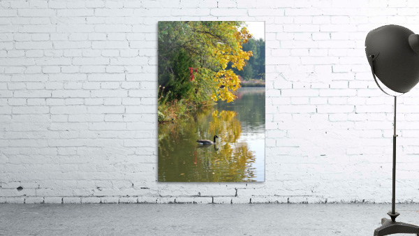 Canadian Goose Autumn Pond Reflections Wall Preview