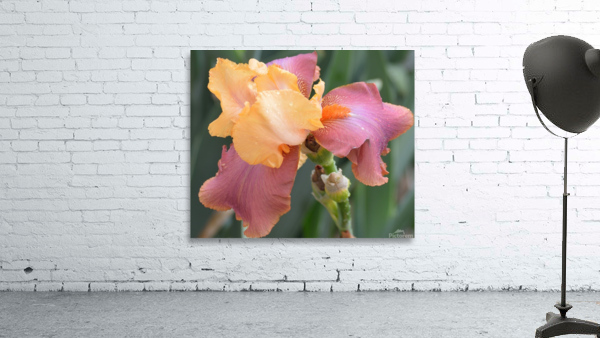 Adobe Rose Bearded Iris Wall Preview