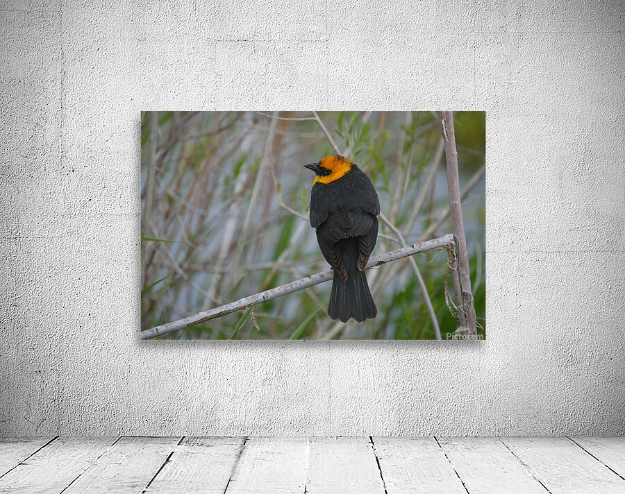 Yellow Headed Blackbird Wall Preview