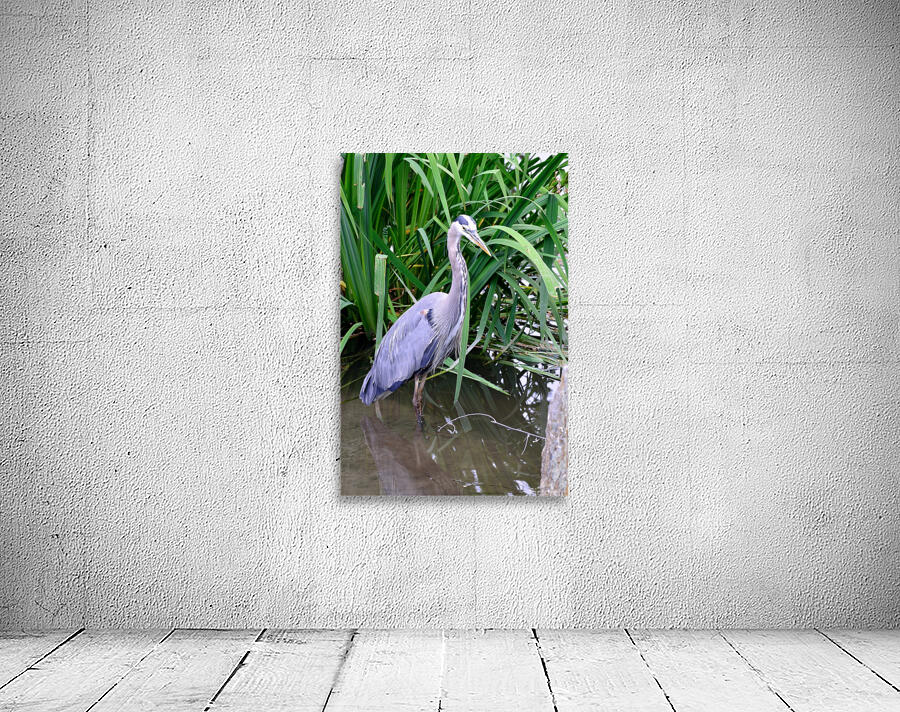 Blue heron standing in a pond Wall Preview
