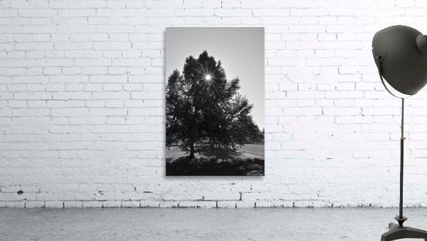 Starburst Tree Wall Preview