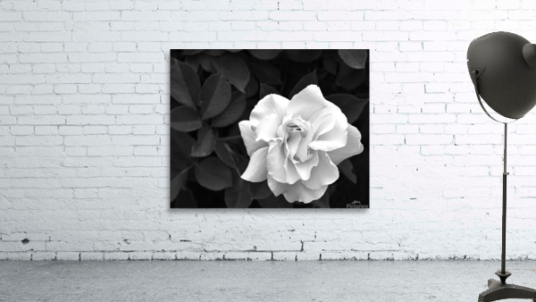 Elegant White Rose in Monochrome Wall Preview