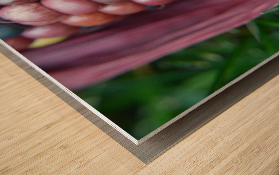 Jewel Corn 2 Wood print