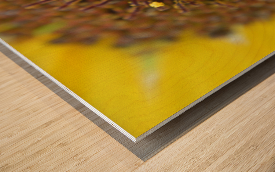 Sunflower Stars Wood print