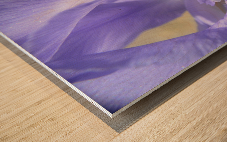 Light Purple Bearded Iris Wood print