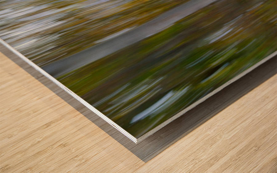 Birch Trees Autumn Wood print