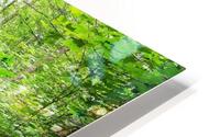 The Path The Eden HD Metal print
