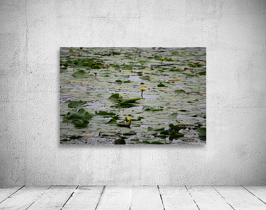 Lily Pads Wall Preview