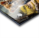 Baby Cub Acrylic print