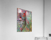 Pildori Acrylic Print