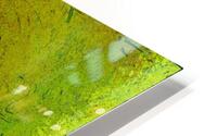 Balloor HD Metal print